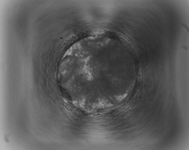 X0000099481441200806061233