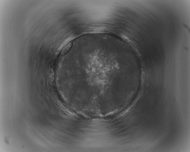X0000099481449200806061233