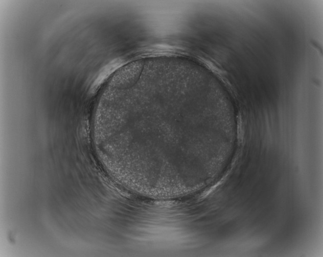 X0000099481453200806061233