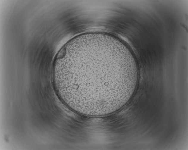 X0000099481467200806061233
