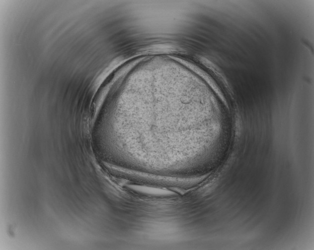 X0000099481473200806061233