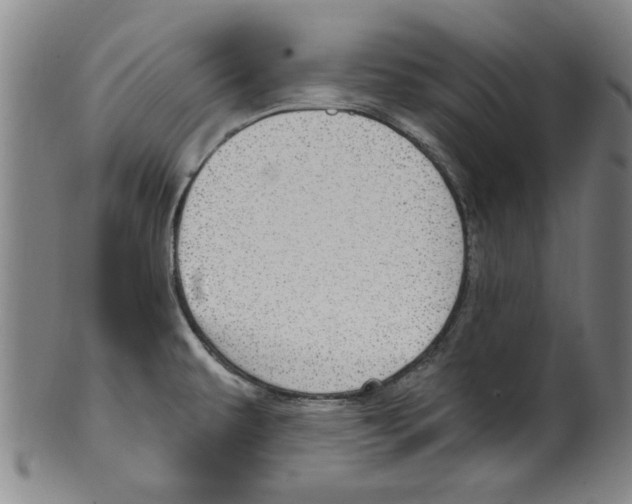 X0000099481479200806061232
