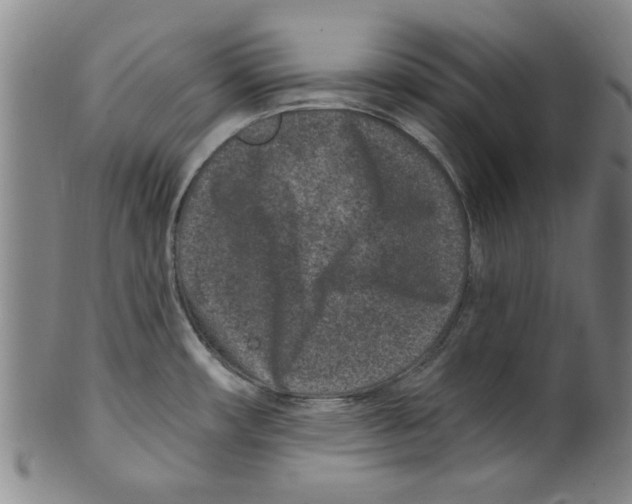 X0000099481482200806061232