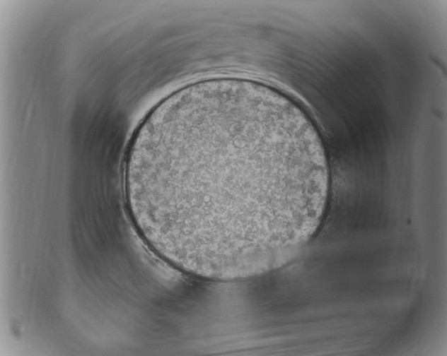X0000099481514200806061232