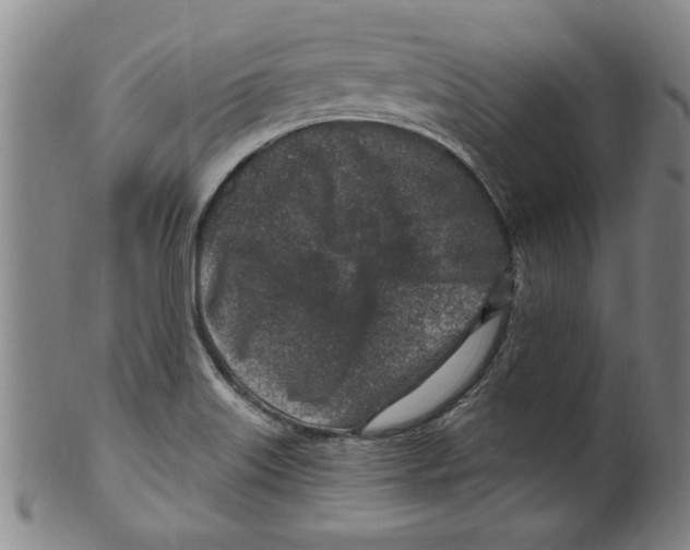 X0000099481515200806061232