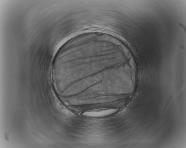 X0000099481522200806061232