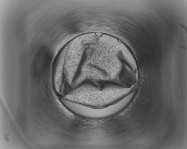 X0000099481525200806061232