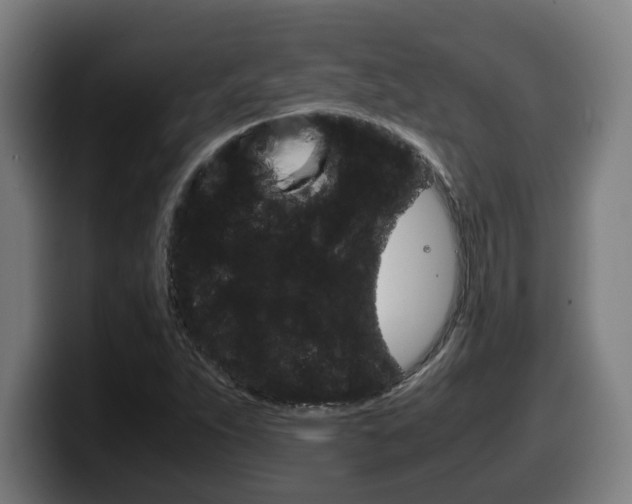 X0000099491263200805150920