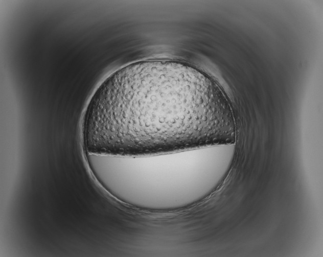 X0000099491483200805150917