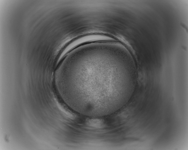 X0000099490063200805151417