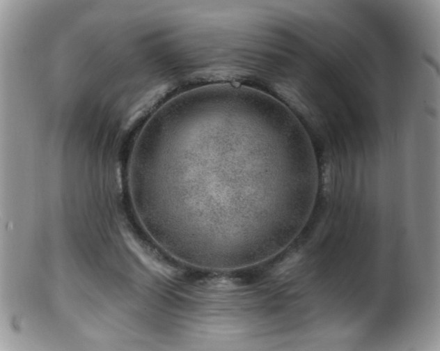 X0000099490254200805151414