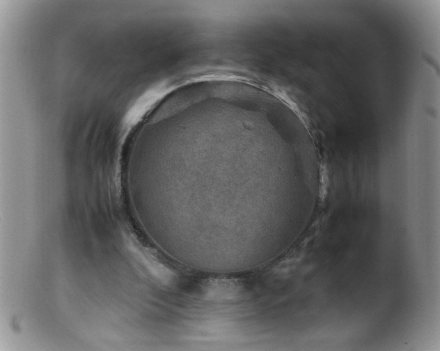 X0000099490296200805151414
