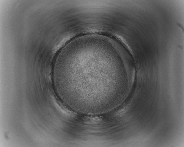 X0000099490443200805151411