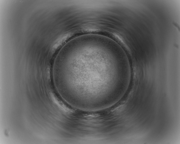 X0000099490447200805151411