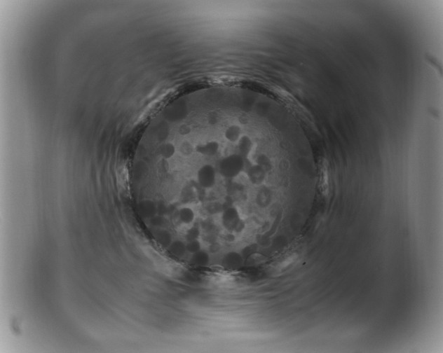 X0000099490523200805151410