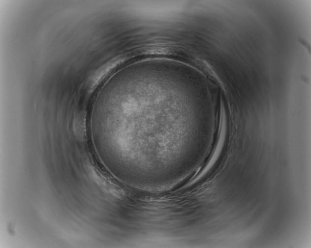 X0000099490531200805151409