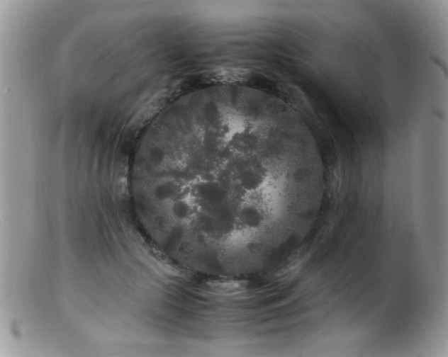 X0000099490553200805151409