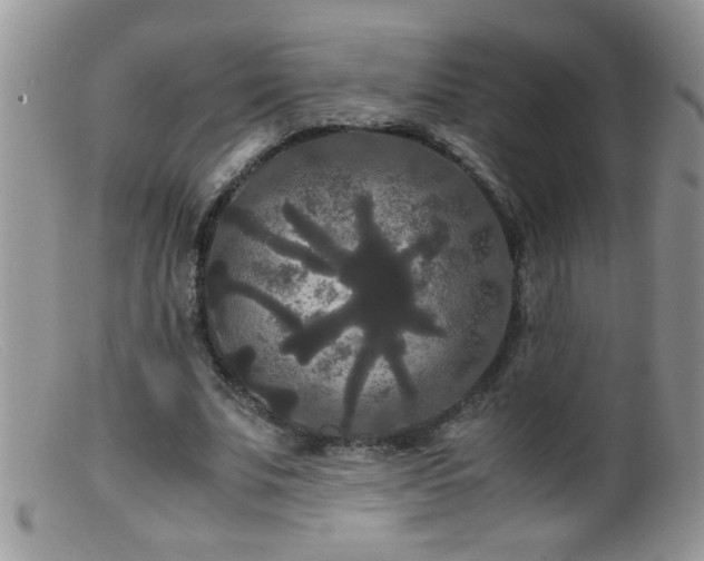 X0000099490679200805151407