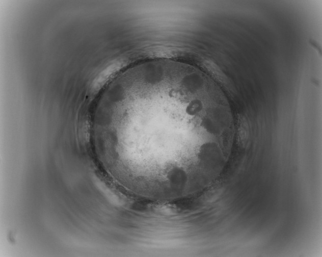X0000099490683200805151407