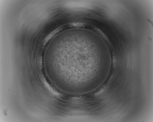 X0000099490725200805151406
