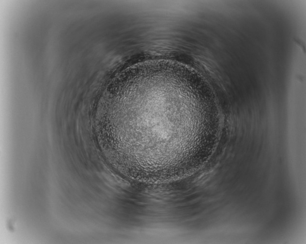 X0000099490817200805151404