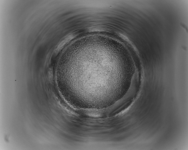 X0000099490825200805151404