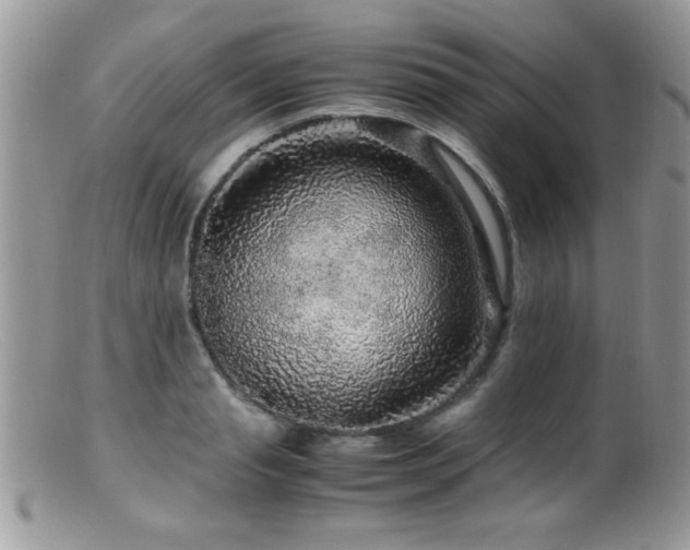 X0000099490845200805151405