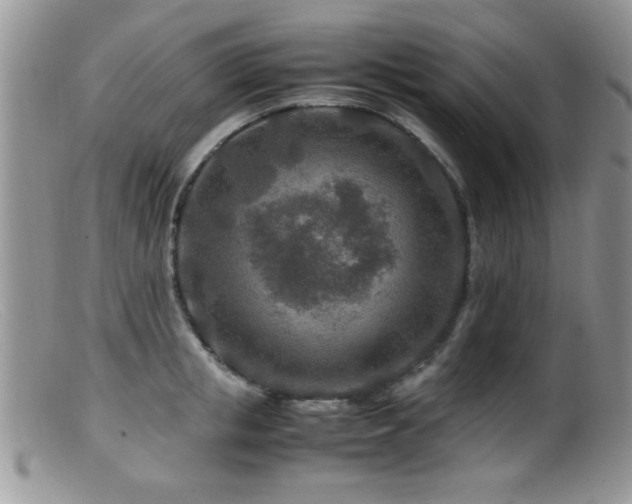 X0000099490853200805151405