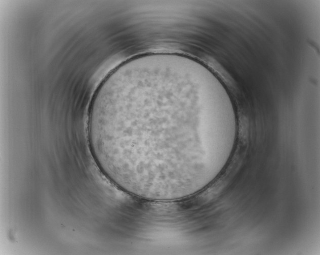 X0000099490856200805151405