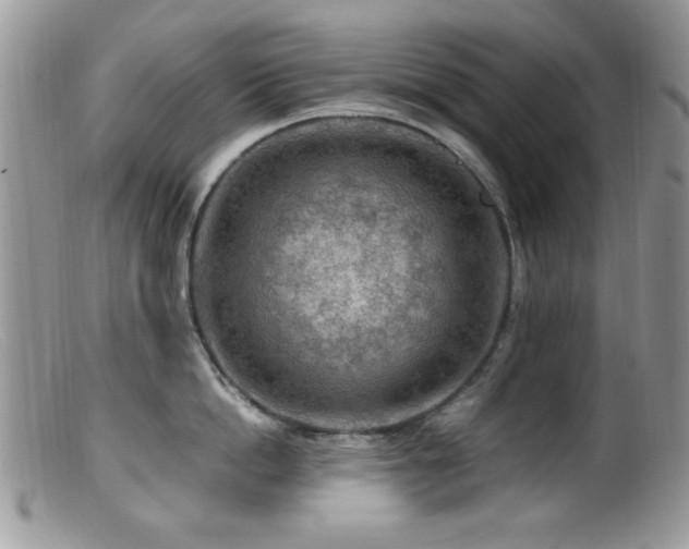 X0000099490862200805151405
