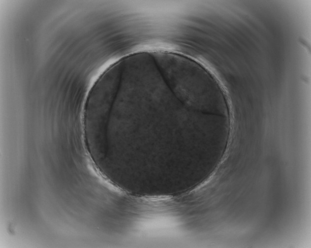 X0000099490864200805151405