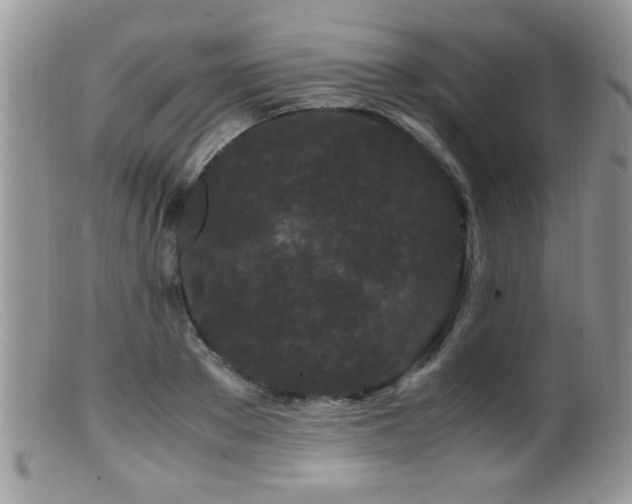 X0000099490889200805151404