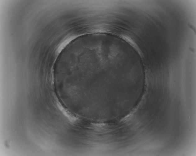 X0000099491031200805151402