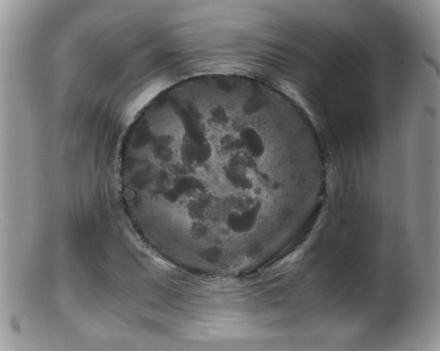 X0000099491071200805151401