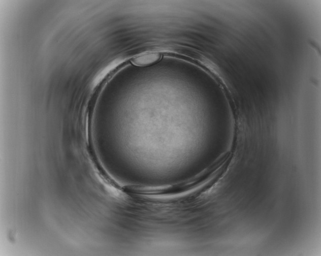 X0000099491127200805151400