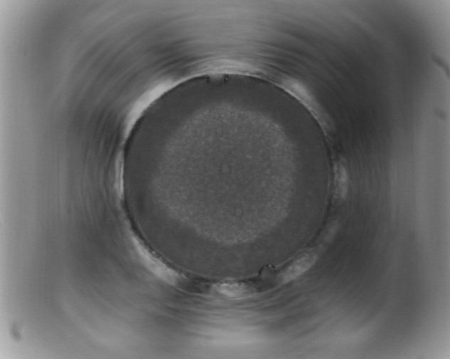 X0000099491128200805151400
