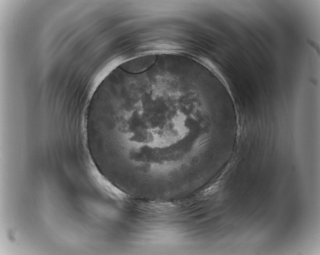 X0000099491243200805151359