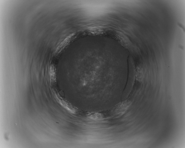 X0000099491298200805151357