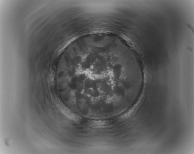 X0000099491401200805151356