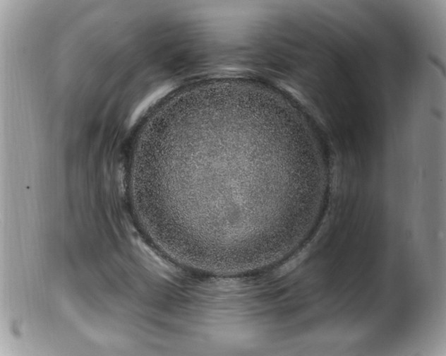 X0000099491402200805151356