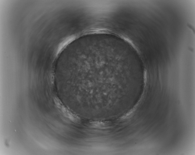 X0000099491405200805151356
