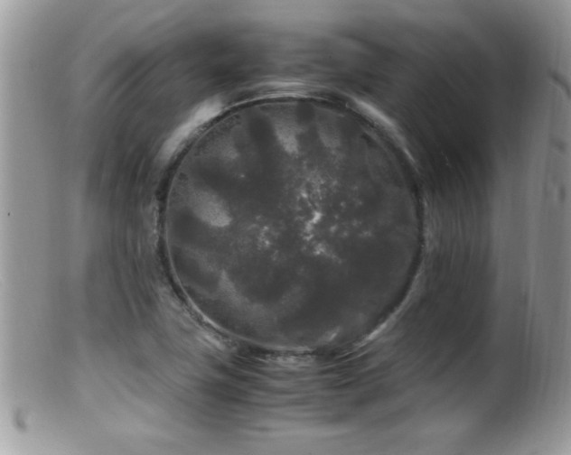 X0000099491411200805151356