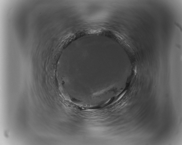 X0000099491441200805151355