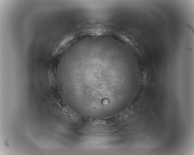 X0000099491446200805151355