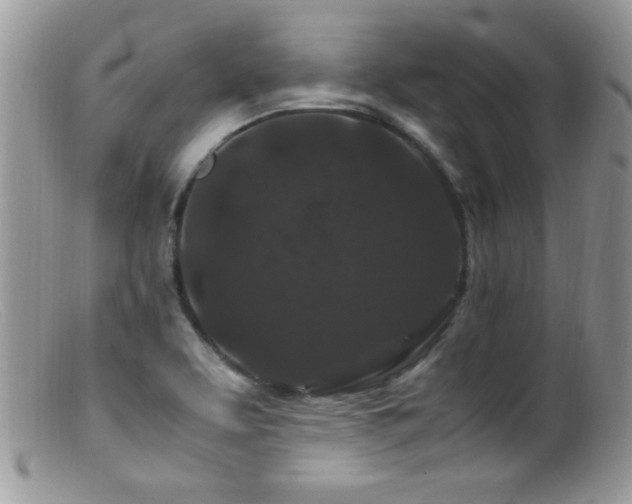 X0000099491463200805151355