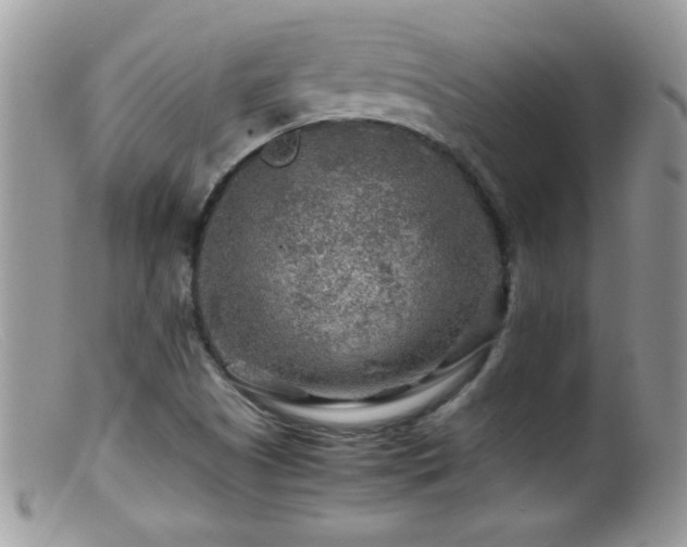 X0000099491505200805151354