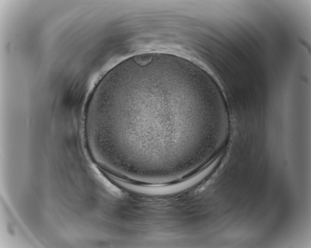 X0000099491525200805151354