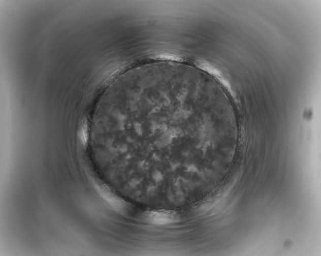 X0000099490069200805221347