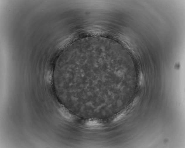 X0000099490177200805221346