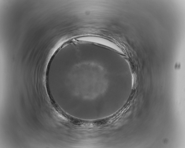X0000099490195200805221345
